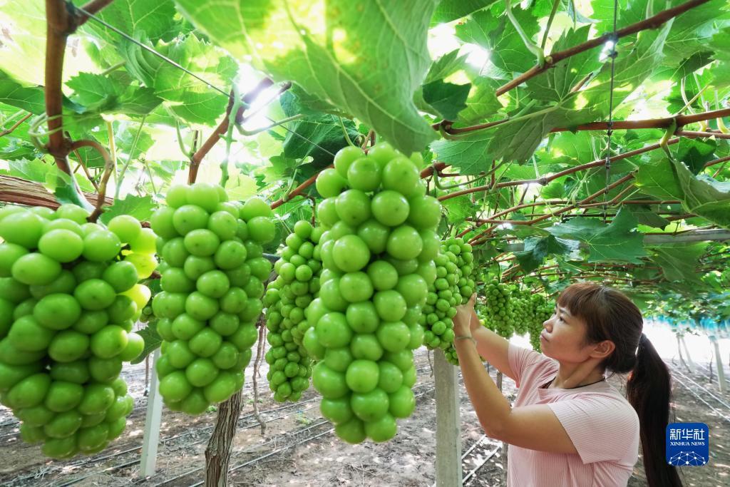 白菜发布网